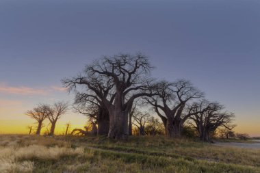 Baines Baobab'ın gündoğumu Botsvana