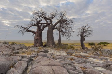 Kayalar ve baobab ağaçları Botsvana