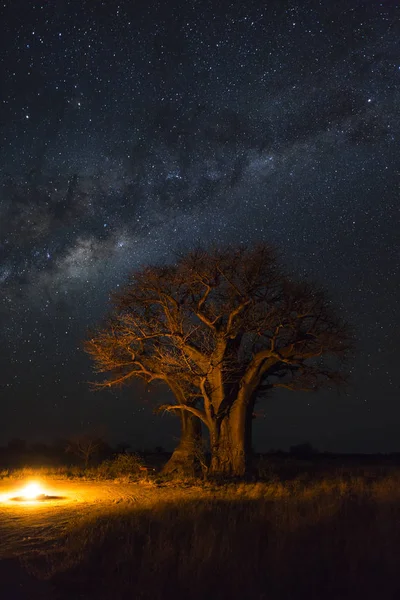 Tábortűz Baobab Fák Alatt Milkyway Botswana — Stock Fotó