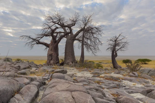 Rocas Baobabos Botswana — Foto de Stock