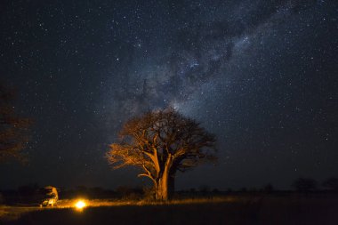 Baobab'ın ve milkyway Botsvana altında kamp