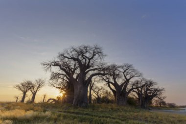 Yıldız patlaması Baines Baobab'ın Botswana, Güneş
