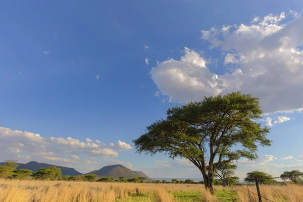 Nuvole Alberi Acasia Sud Africa — Foto Stock