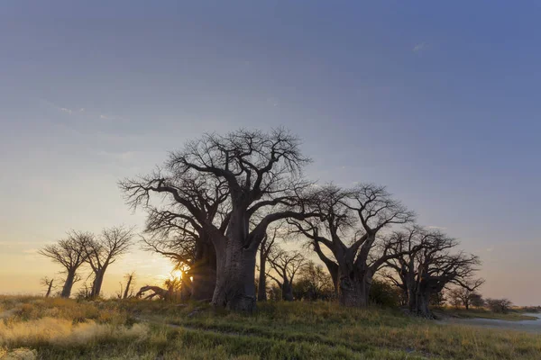 Sun Třesk Botswaně Baines Baobab — Stock fotografie