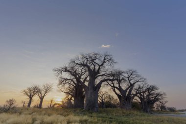 Baines baobab'ın Botsvana güneş doğarken