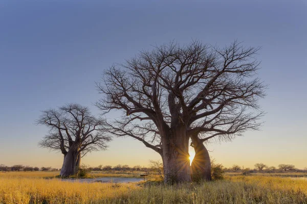 Alba Campeggio Baines Baobab Botswana — Foto Stock