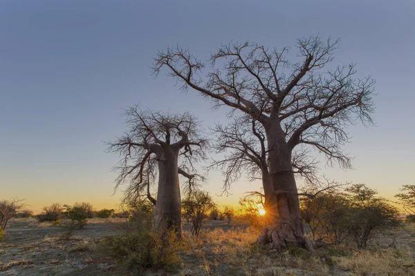 Estallido Sol Amanecer Isla Kukonje Botswana — Foto de Stock