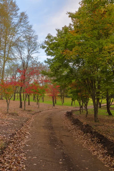 Outono árvores coloridas e folhas secas no chão — Fotografia de Stock