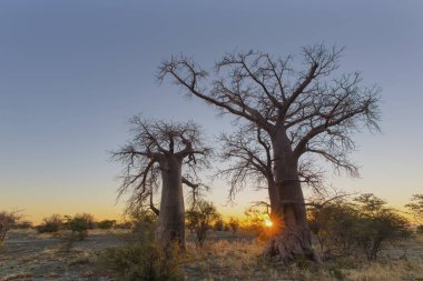 Yıldız patlaması iki boabab ağaç Botswana, Güneş