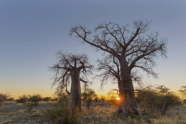 Sun Hvězdice Dvou Stromů Boabab Botswana — Stock fotografie