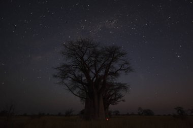 Yıldızlar ve baobab ağaçları Botsvana