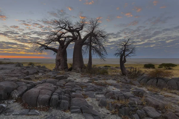 Boabababäume Den Farben Des Sonnenaufgangs Botswana — Stockfoto