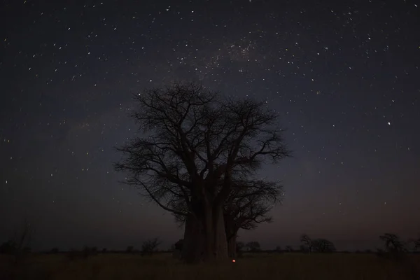 Estrellas Árboles Baobab Botswana —  Fotos de Stock