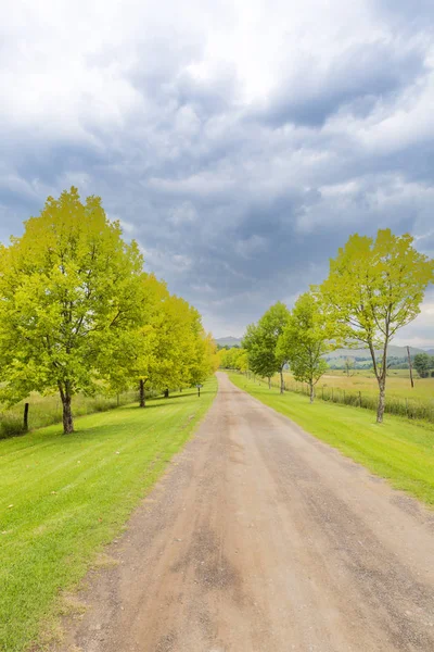 Green Trees Line Gravel Road South Africa — Stock Photo, Image