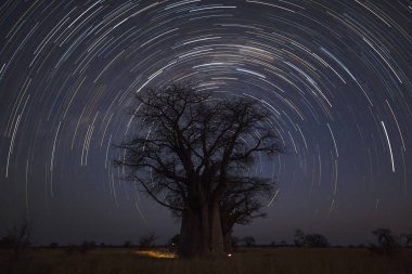 Baines Baobab'ın Botswana, Startrail