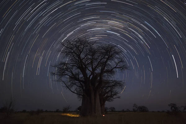 Startrail Botswana Baines Baobab —  Fotos de Stock