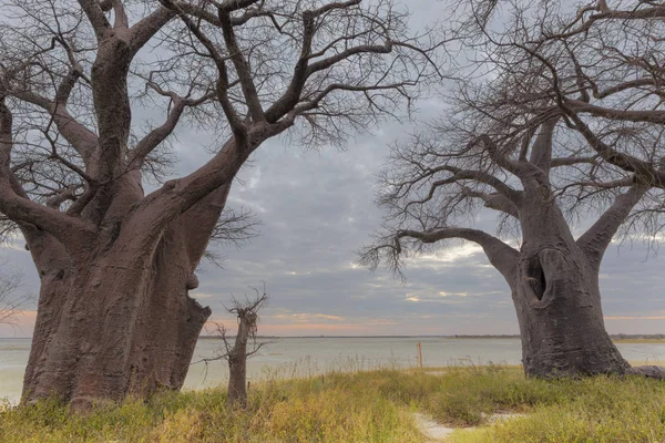 Large baobab trees at Baines Baobab\'s Botswana
