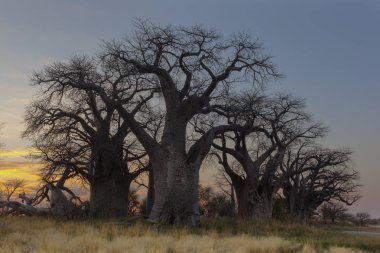 Baines Baobab'ın erken sabah ışık Botsvana