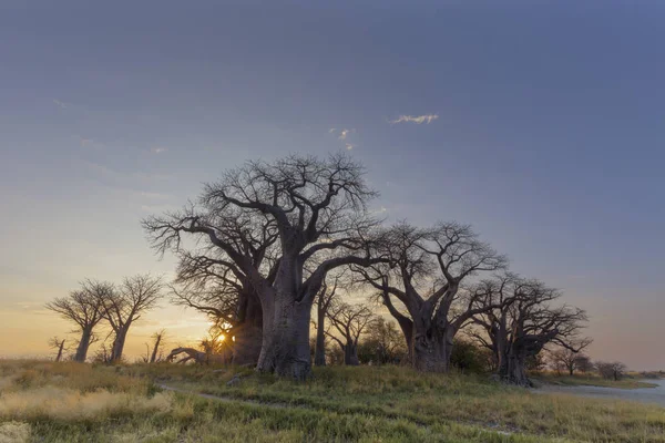 Starburst Del Sole Botswana Baines Baobab — Foto Stock