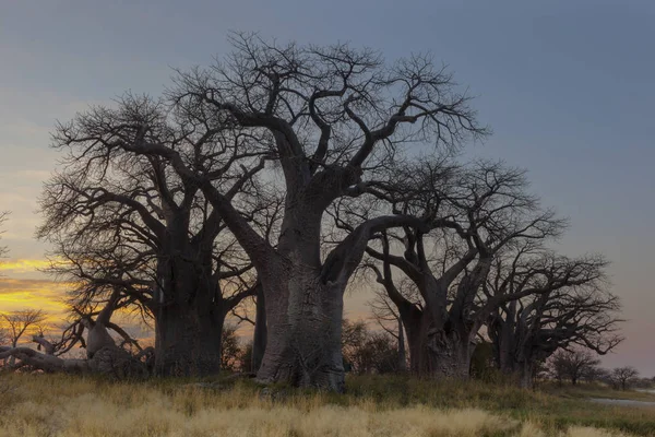 Baines Baobab'ın erken sabah ışık Botsvana