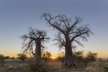 Kukonje Adası Botsvana baobab ağaçlarının güneş doğarken