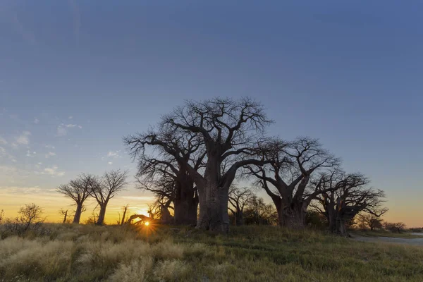 Alba Baines Baobabs Botswana — Foto Stock