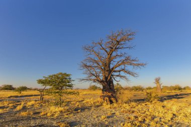 Kukonje Adası'nda genç baobab ağacı