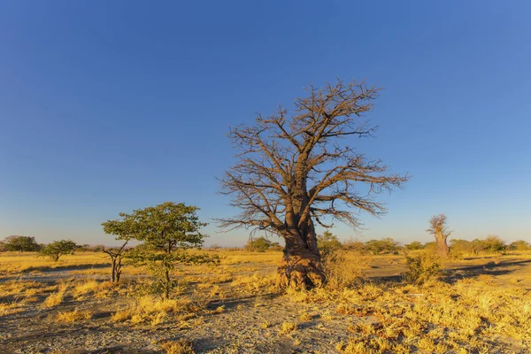 Kukonje 岛的年轻 baobab 树 — 图库照片