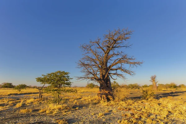 Jonge Bagamoyo op Kukonje Island — Stockfoto