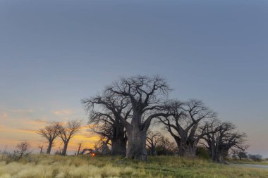 Baines baobab'ın Botsvana güneş doğarken