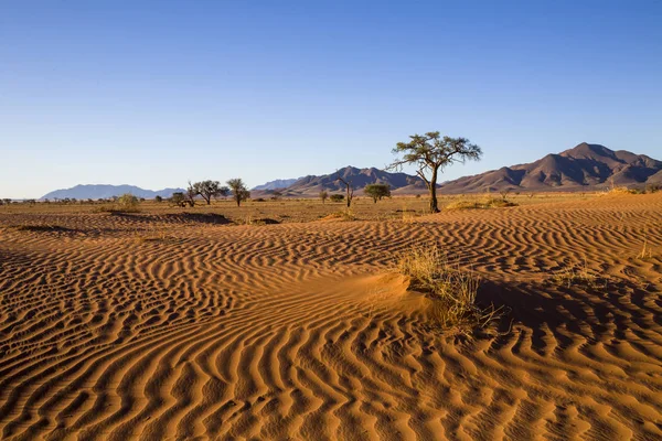 Vinden Svepte Mönster Sanden Namibia — Stockfoto