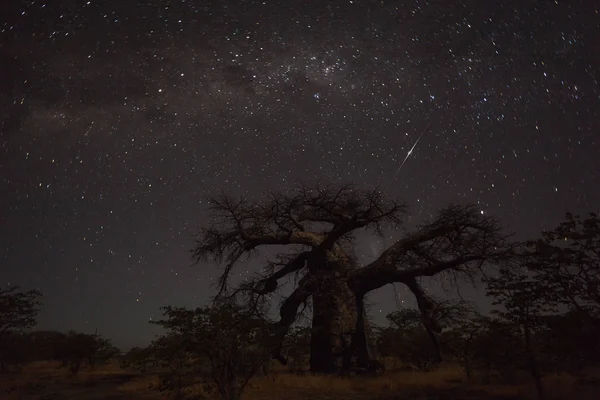 Baobab Bajo Vía Miliar Isla Kukonje Botswana — Foto de Stock