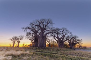 Baines Baobab ağaçları gündoğumu Botsvana
