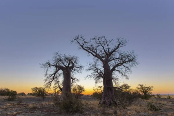 Baobab Stromy Před Východem Slunce Kukonje Ostrov Botswana — Stock fotografie