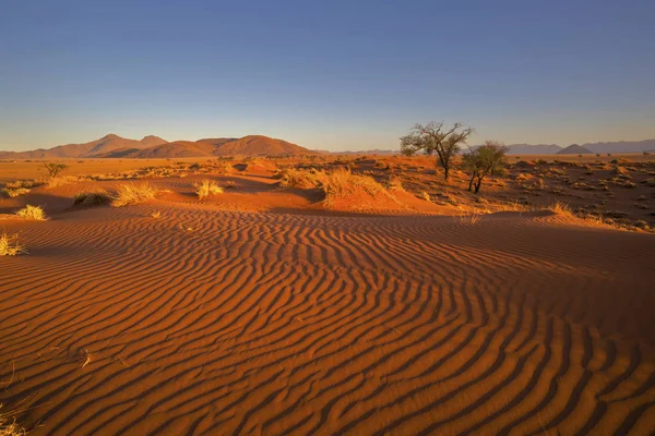 Late Afternoon Sun Sand Dunes Namibia — Stock Photo, Image