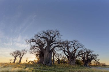 Botsvana doğarken Baines Baobab ağaçları