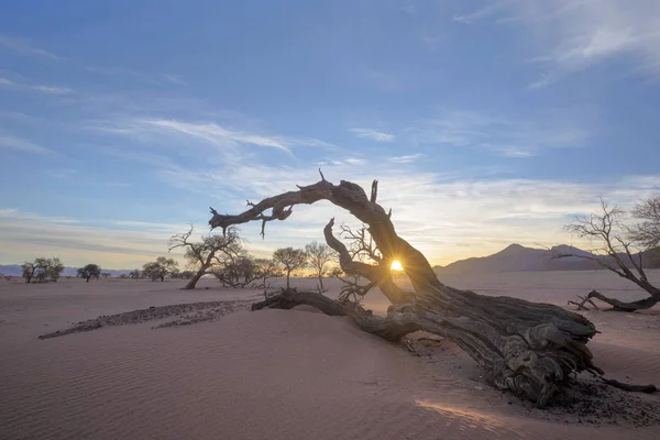 Sole Starburst Attraverso Albero Spine Cammello Morto Namibia — Foto Stock