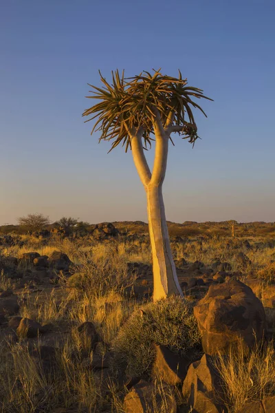 Árvore Aljava Solitária Final Tarde Luz Namíbia — Fotografia de Stock
