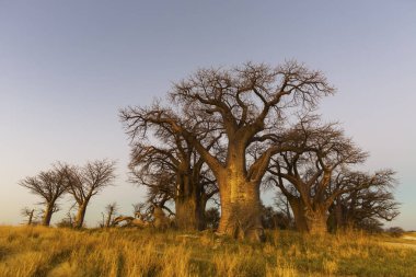 Baobab'ın Botsvana altın günbatımı ışığı