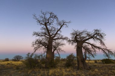 Botsvana erken sabah gökkuşağının renkleri açık