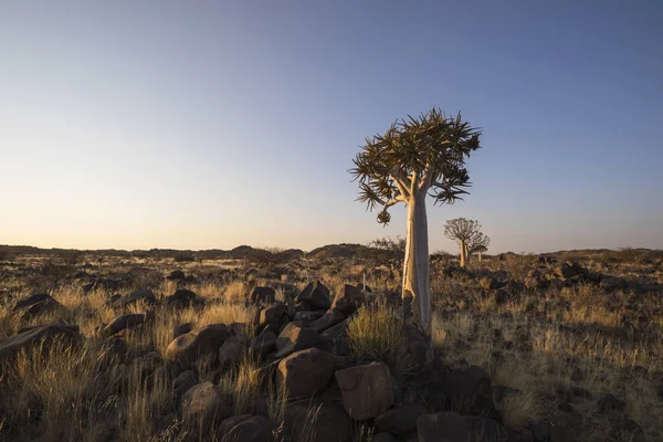 Junger Köcherbaum Späten Nachmittagslicht Namibia — Stockfoto