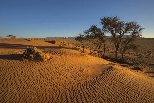 Wind Veegde Patronen Zand Duin Namibië — Stockfoto