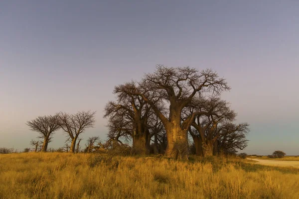 Baines Baobab Stromy Ranním Světle Botswana — Stock fotografie