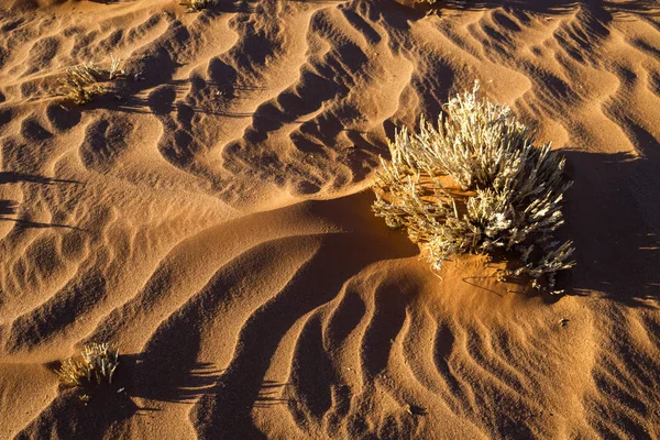 Droog Gras Zand Patronen Namibië — Stockfoto