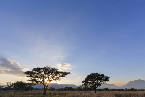Árvores Nascer Sol Acasia África Sul — Fotografia de Stock