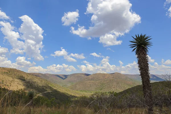 High Aloe Mountains South Africa — Stock Photo, Image