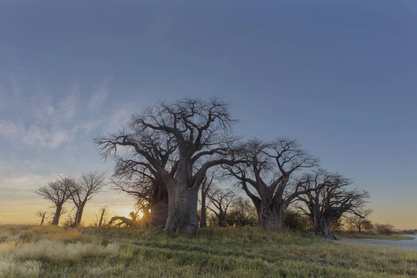 Lever Soleil Baines Baobab Botswana — Photo