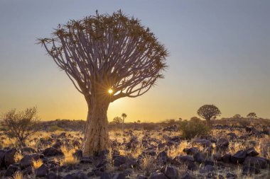 Titreme ağaç Namibya yıldız patlamasında güneş