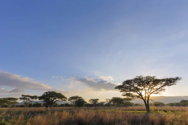 Acacia Bomen Bij Zonsopgang Zuid Afrika — Stockfoto