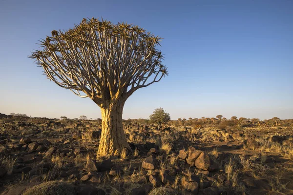 Aljaba Sol Tarde Namibia — Foto de Stock